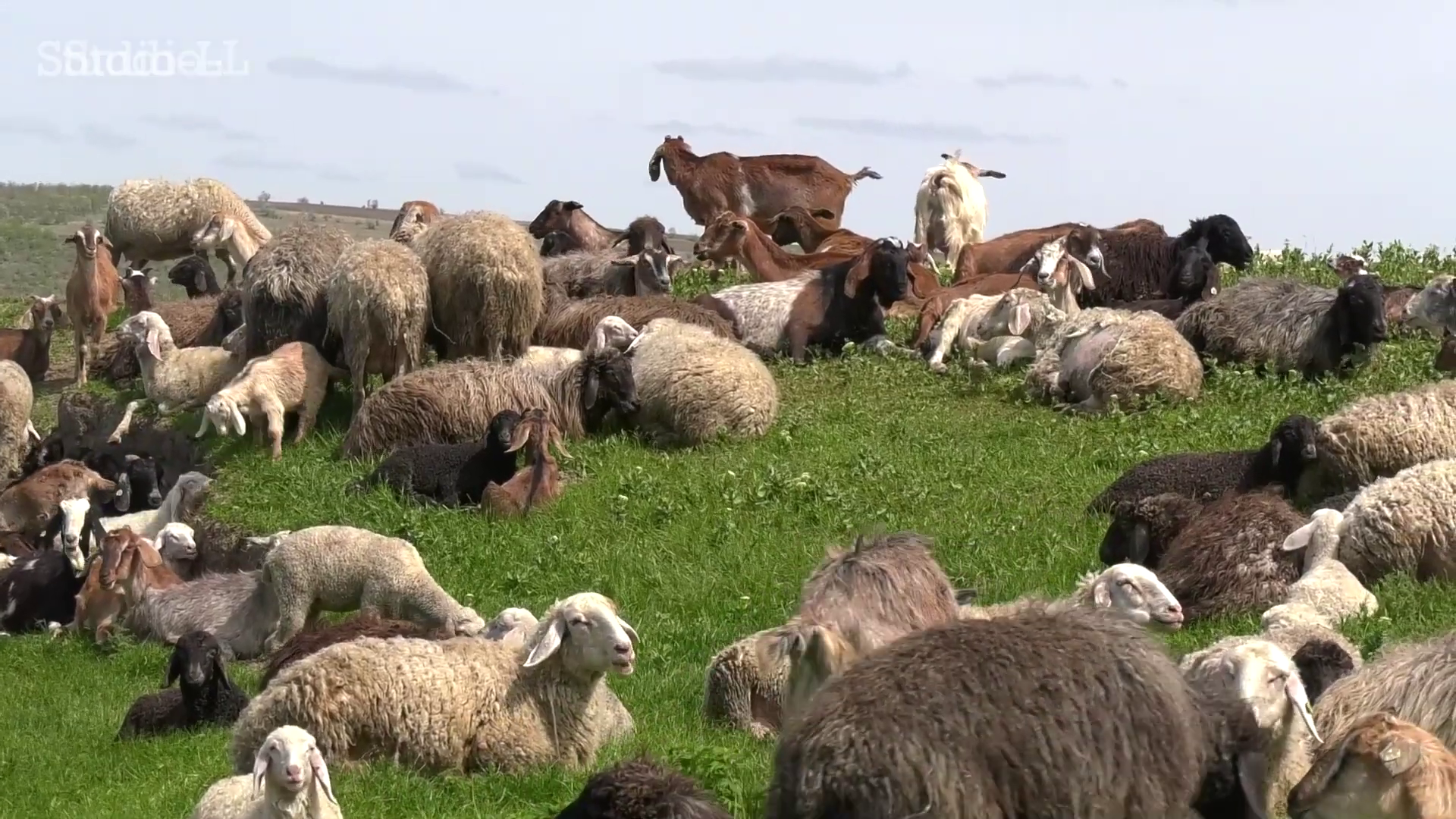 De la muncă în Rusia la succes acasă: Un tânăr din Căușeni devine antreprenor în creșterea oilor