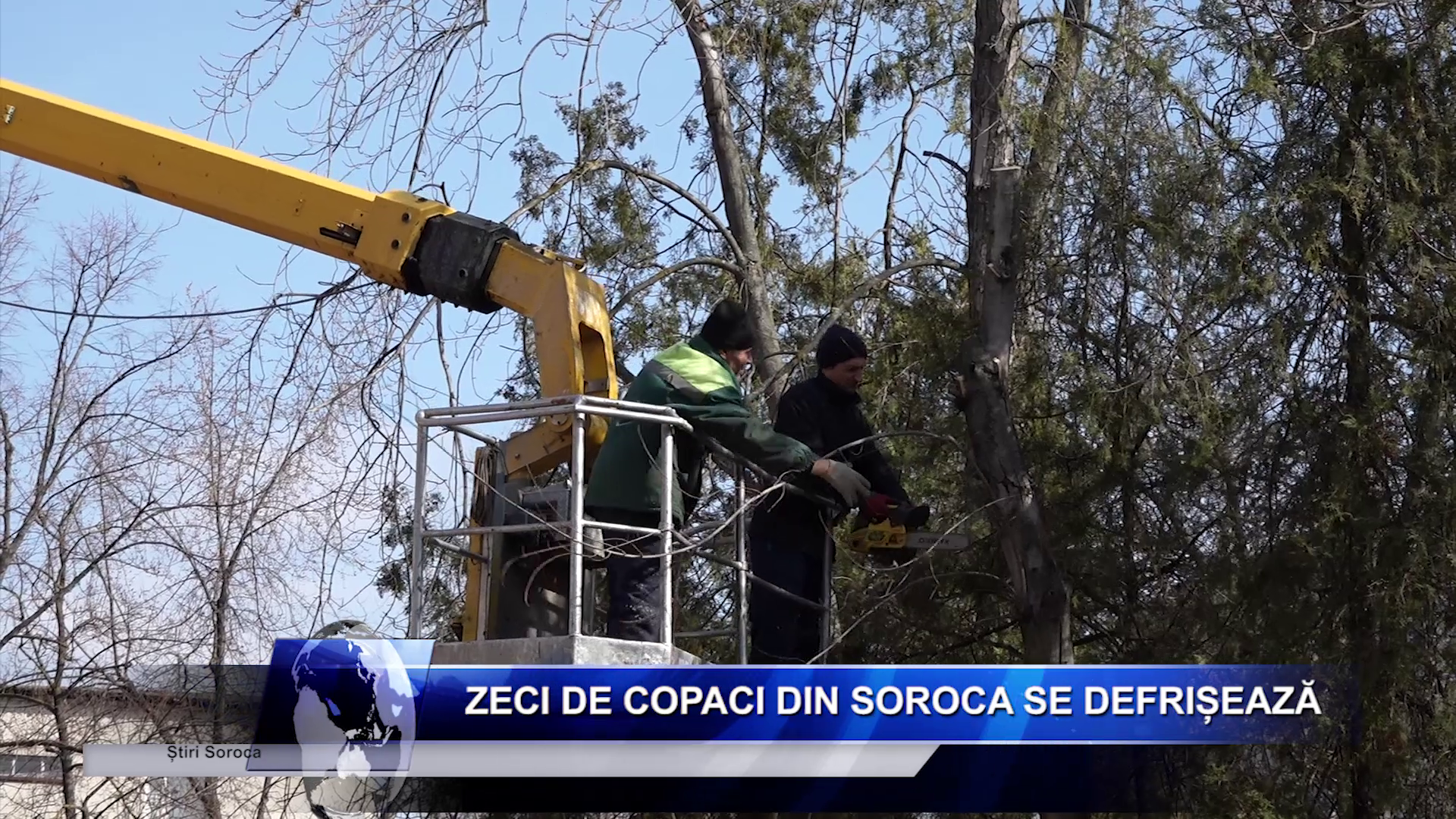 Zeci de copaci din Soroca vor fi  defrișați