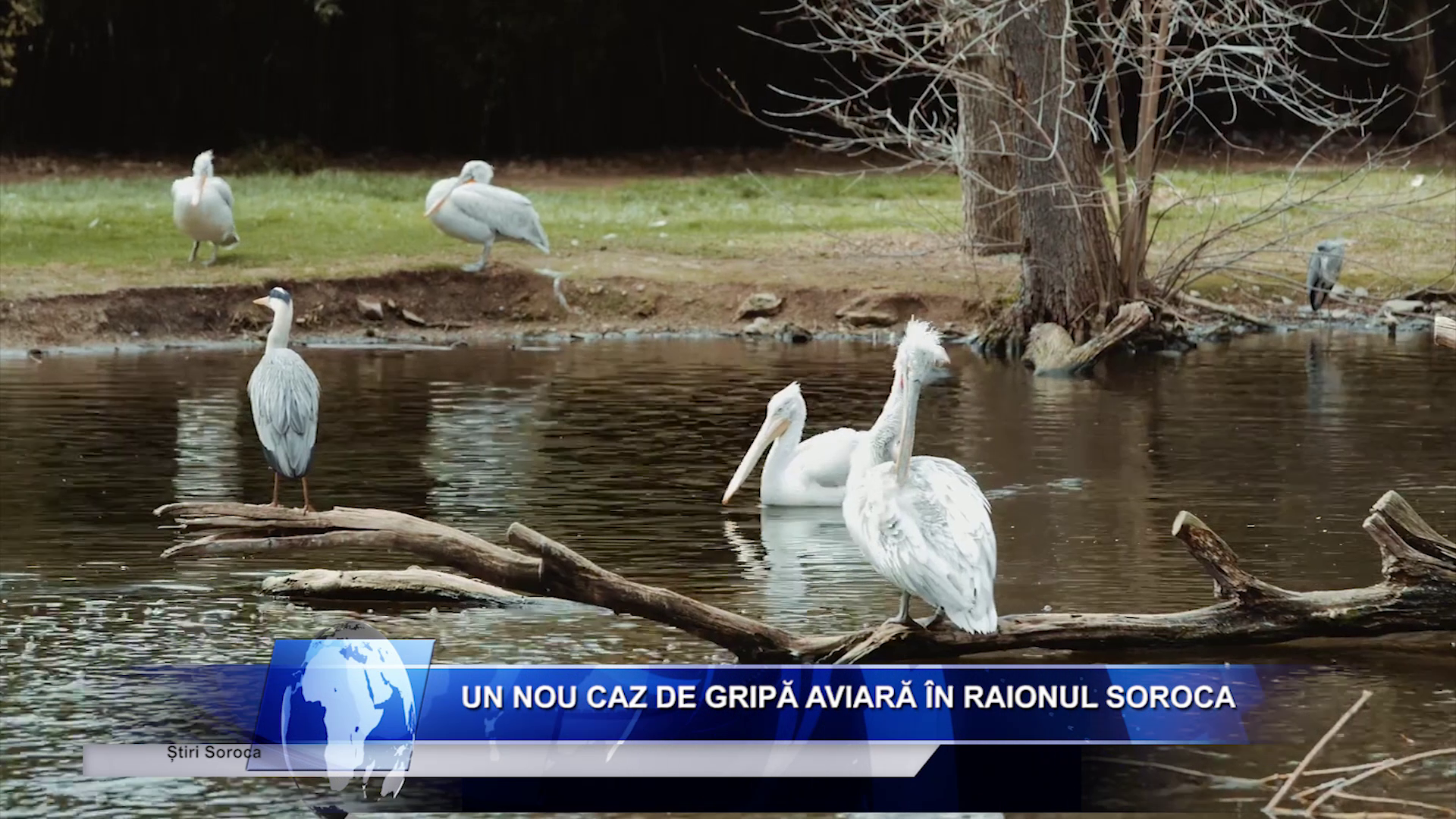 Un nou caz de gripă aviară în raionul Soroca