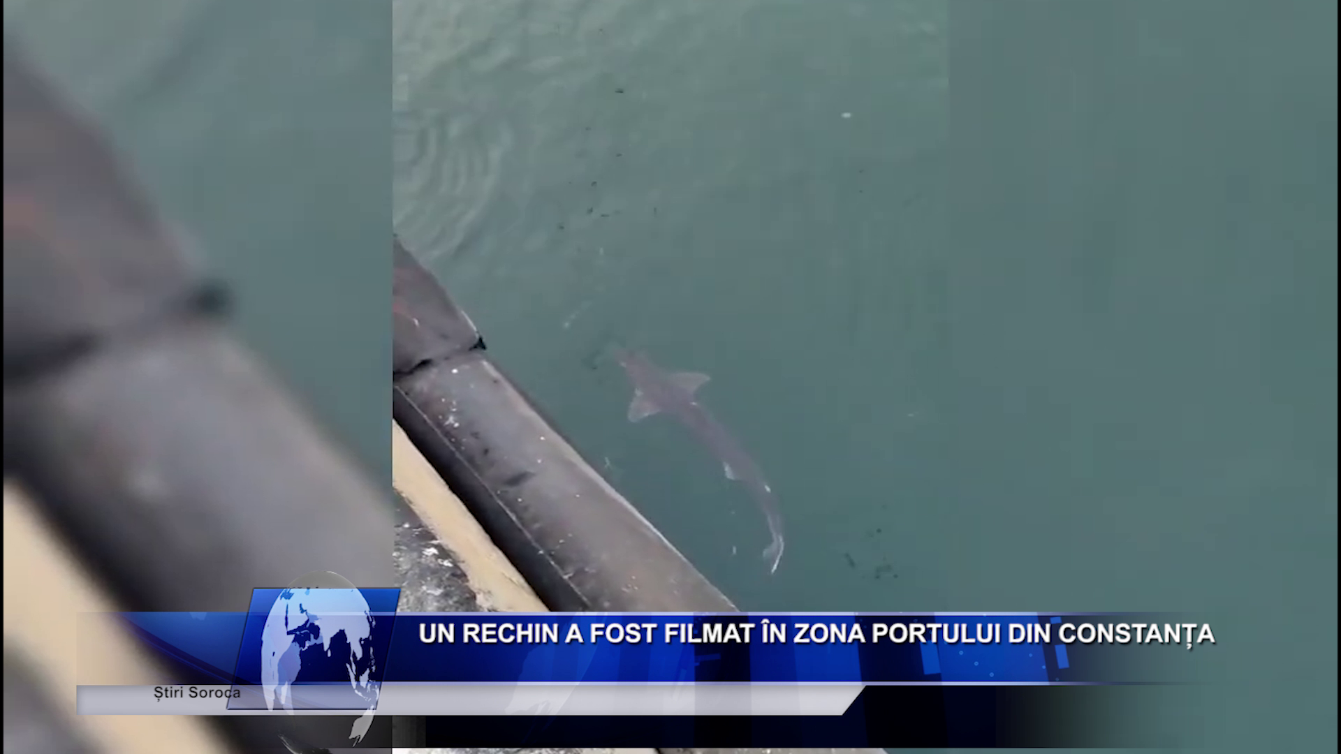 Un rechin a fost filmat în zona portului din Constanța, România