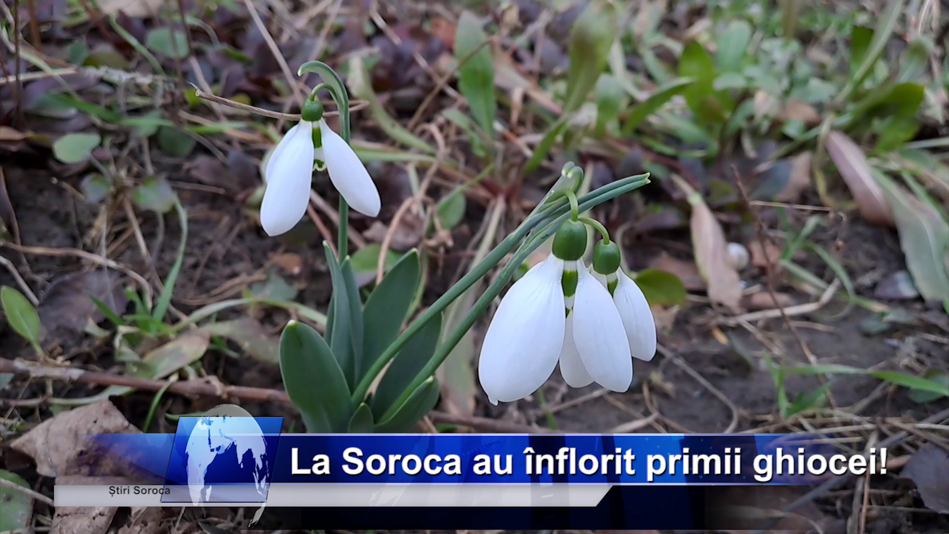 La Soroca au înflorit primii ghiocei!