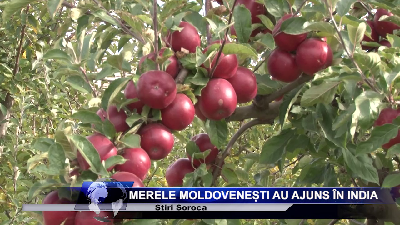 Merele moldovenești au ajuns în India