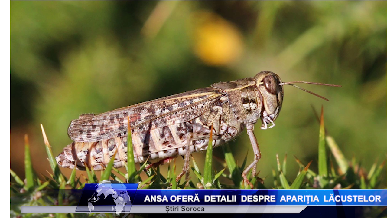 ANSA oferă detalii despre apariția lăcustelor