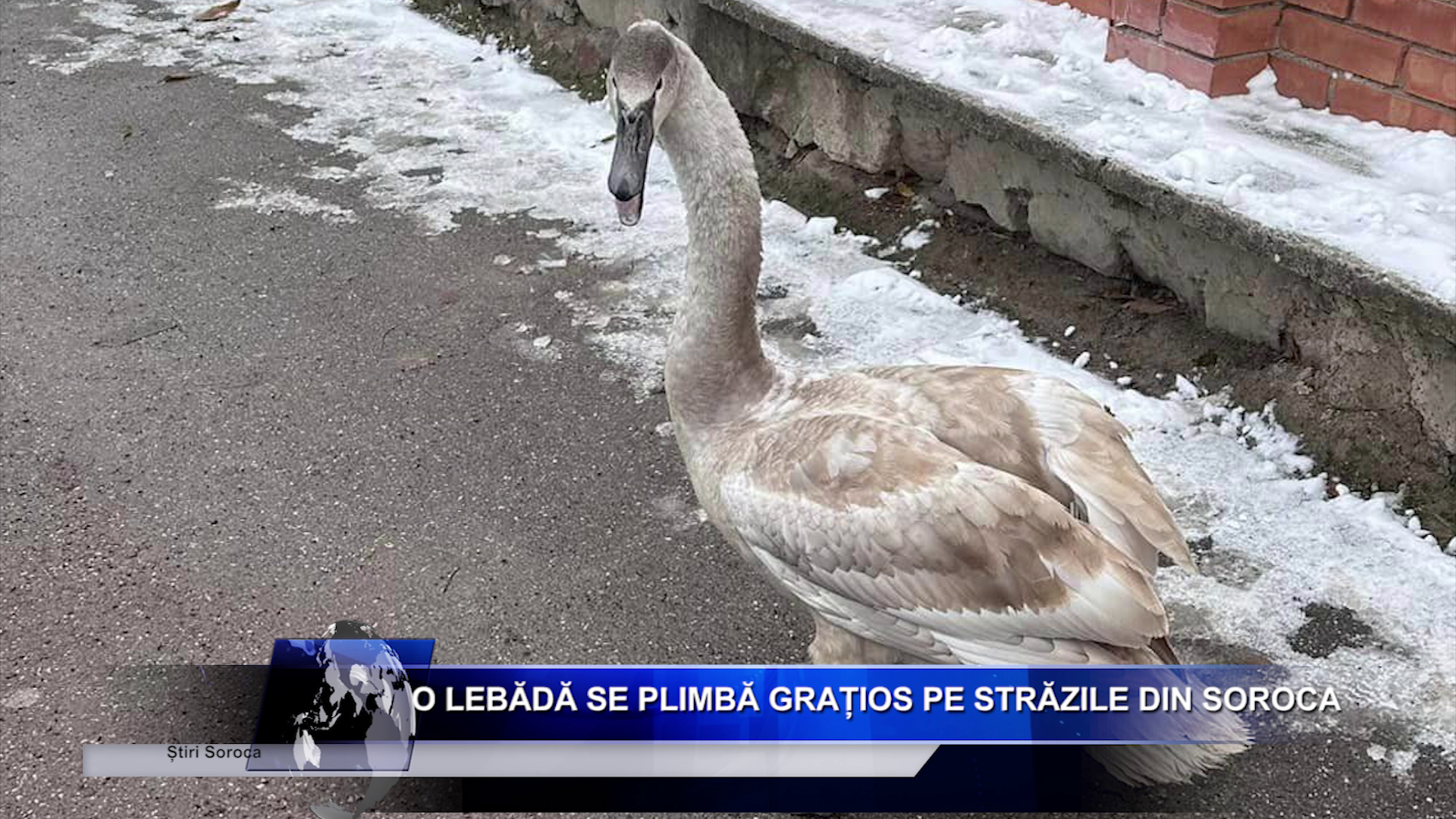 O lebădă se plimbă grațios pe străzile din Soroca