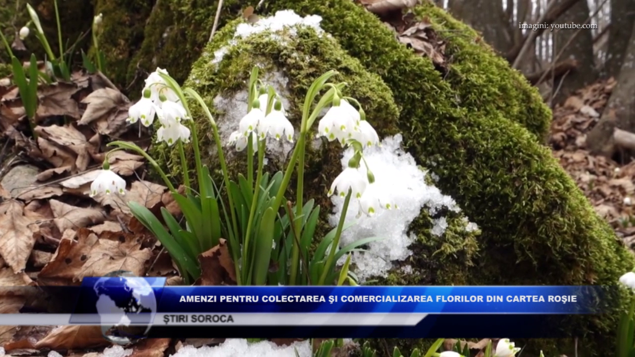 Amenzi pentru colectarea şi comercializarea florilor din cartea roșie